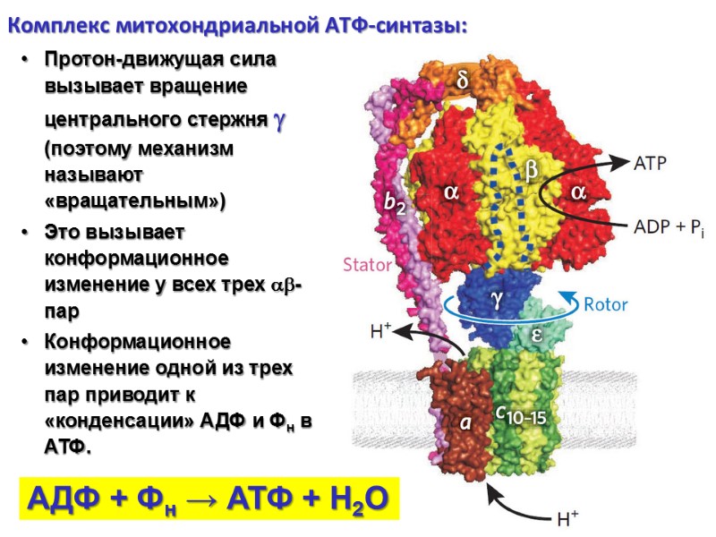 Комплекс митохондриальной АТФ-синтазы: Протон-движущая сила вызывает вращение центрального стержня  (поэтому механизм называют «вращательным»)